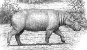 dwarf-hippo-3-1280x734
