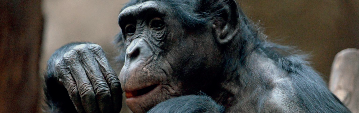 Primatlardan Erhürman’a Erkeklerin Liderlik Yarışlarında Değişmeyenler – Cansu Nazlı